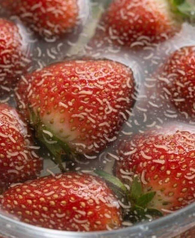 I soaked my berries in salt water and saw these white wiggling things come out… Should I just throw them away??