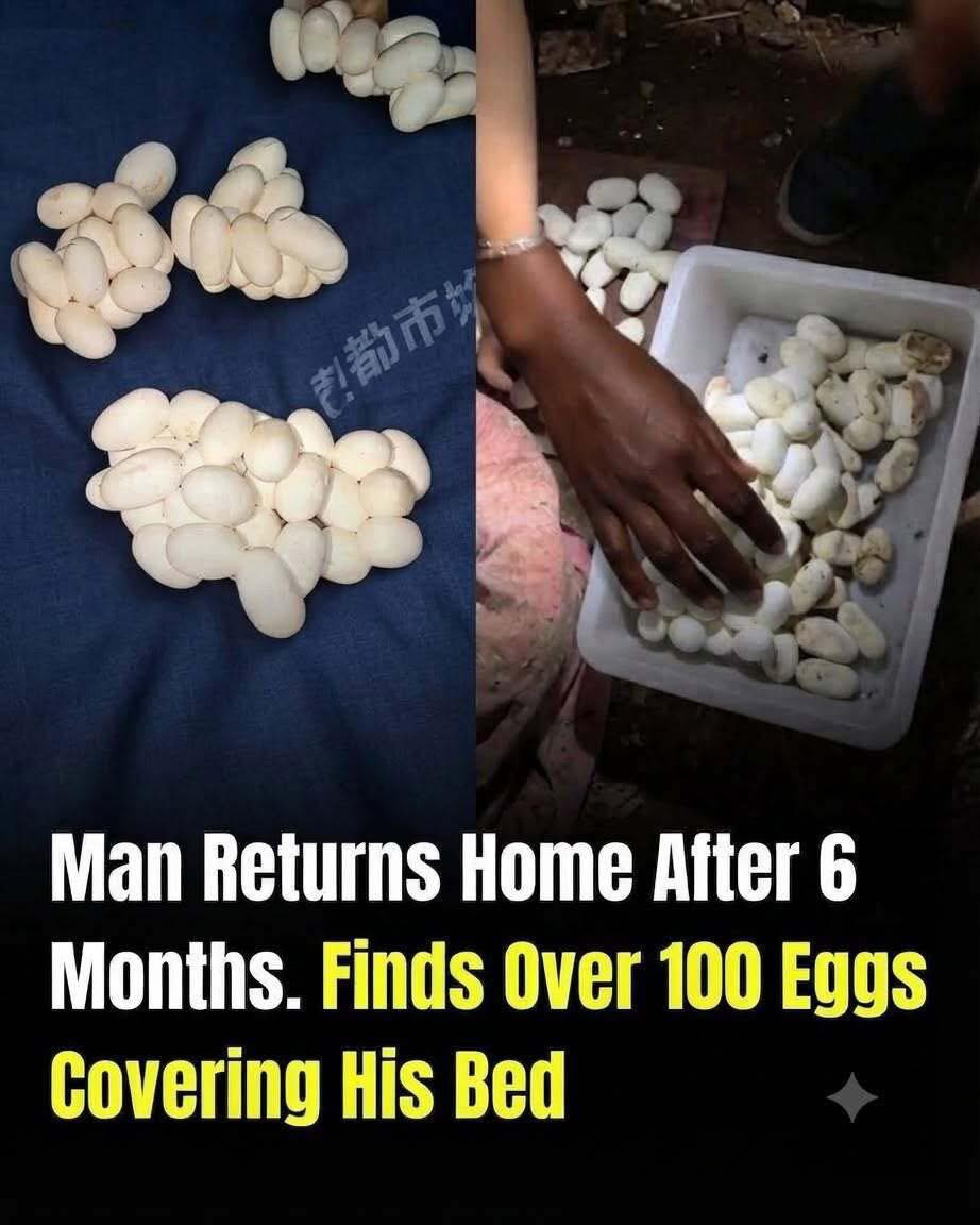 He Left Home for 6 Months — Then Found 100+ Eggs Covering His Bed. What Had Laid Them Was Even More Shocking…