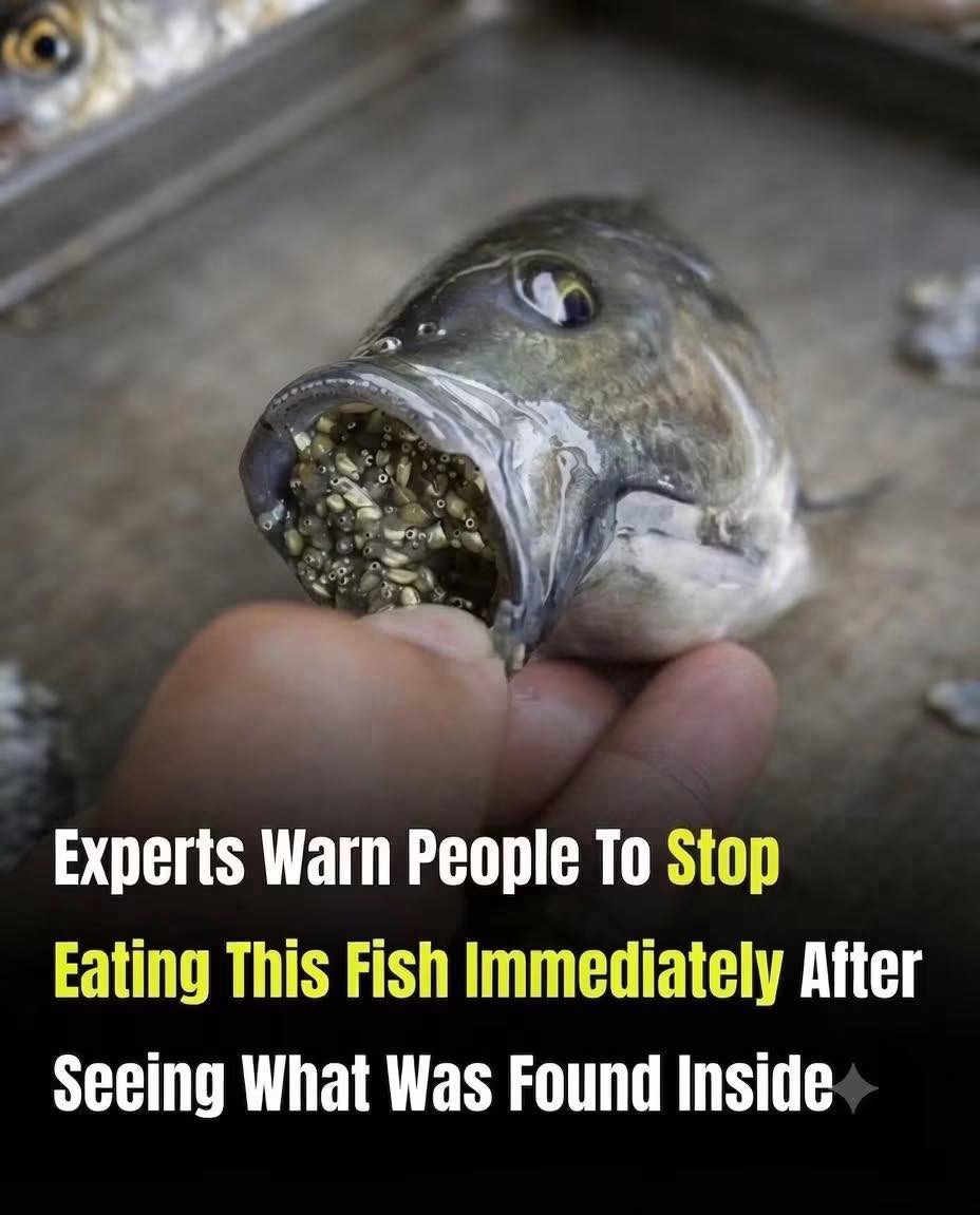 ⚠️ Eating This Fish Regularly? Here’s What Experts Say You Should Know Before Your Next Meal… 👀👇