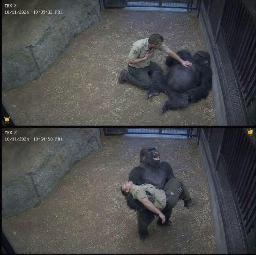 Gorilla screamed for help after his favorite caretaker collapsed while giving him belly rubs. At a local sanctuary, Julius had been complaining about chest pain and a numb arm, but blamed it on the spicy food he had eaten that morning. During his usual visit with the sanctuary’s gentle gorilla, Julius knelt down and began rubbing his belly. Seconds later, he collapsed. The gorilla nudged him several times, but when Julius didn’t respond, he carefully lifted him, carried him toward the enclosure door, and began screaming loud enough to alert security. Staff rushed over, and the gorilla calmly allowed them to take Julius while paramedics were called. Doctors later confirmed he had suffered a serious heart attack, but help reached him in time. When Julius woke up, his manager showed him the footage of the gorilla calling for help. Julius had spent years taking care of him, but on the day it mattered most, the gorilla returned the favor….See more