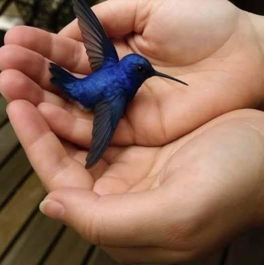 When a bird flies into your home, it means that you will soon have… See more