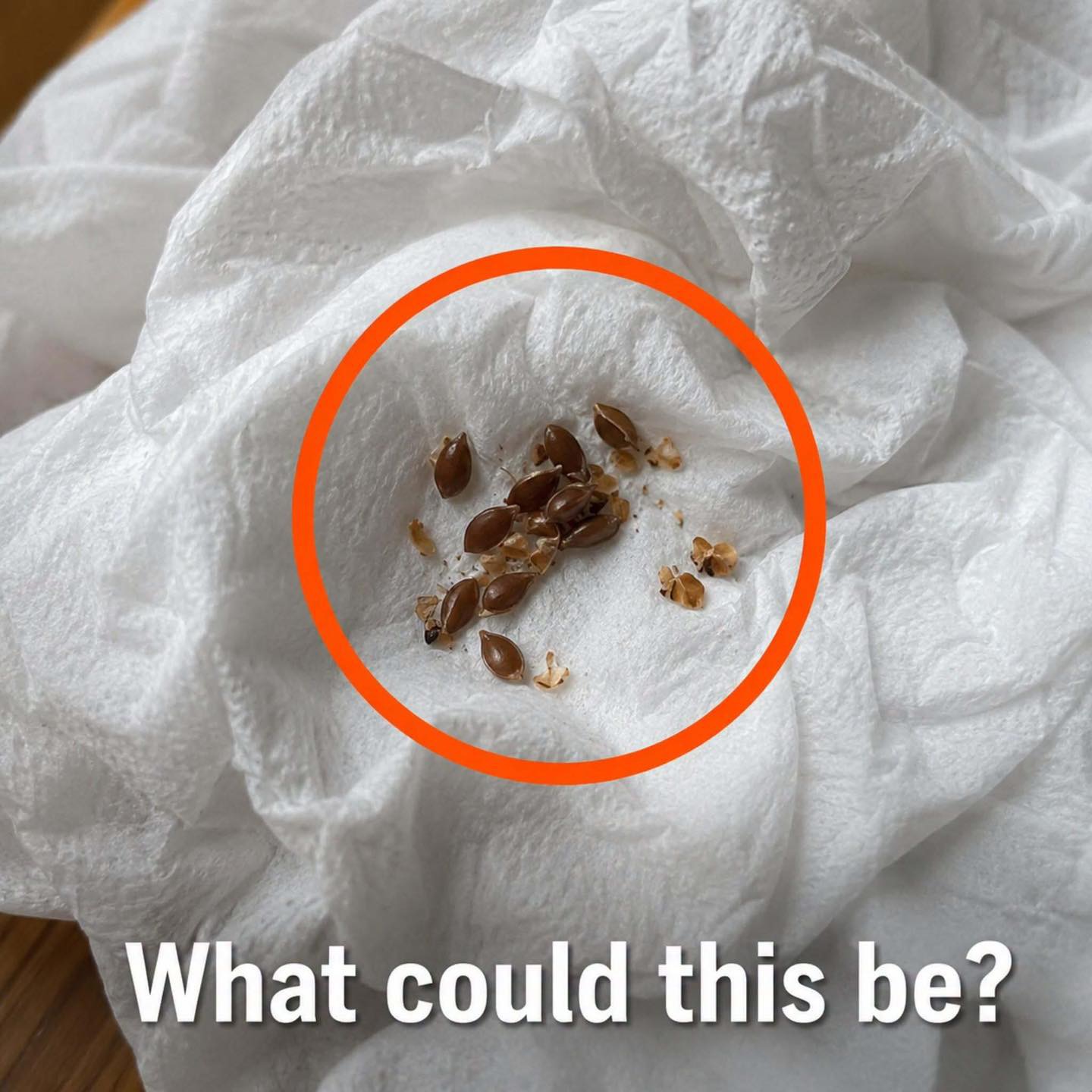 Can anyone tell me what this is? I found it on my slippers next to the bed this morning. I’ve been looking at it for a while but still can’t figure it out! Check the first comment for the answer 👇
