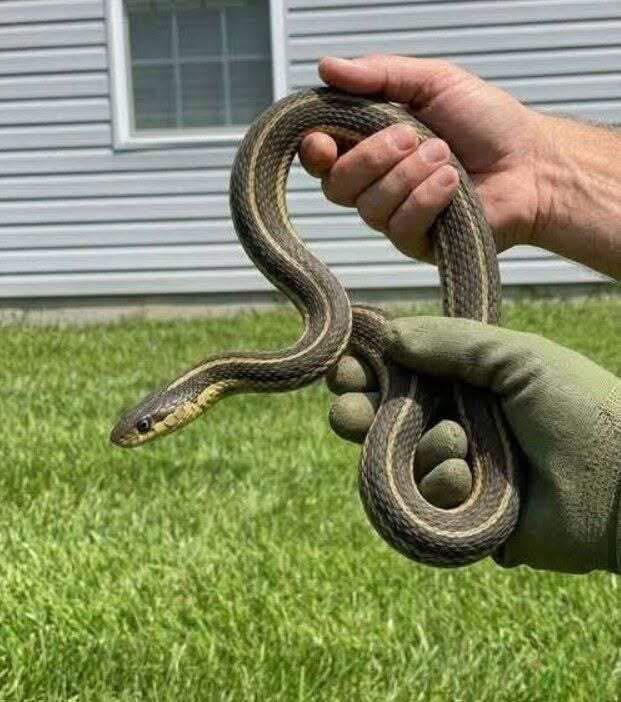 When this snake enters your house, it means you have… see more 👇