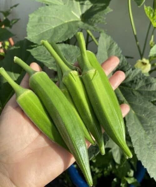 Doctors reveal that eating okra causes …See more👇👇