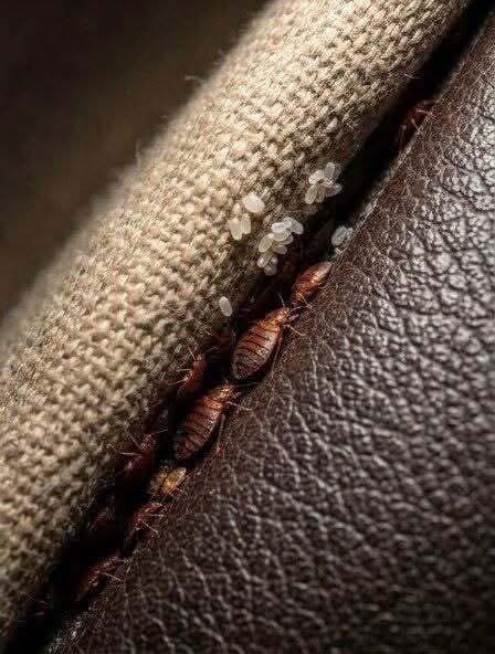 Sofa Mystery: I found this in a crack in the sofa… Please don’t tell me it’s bed bugs!